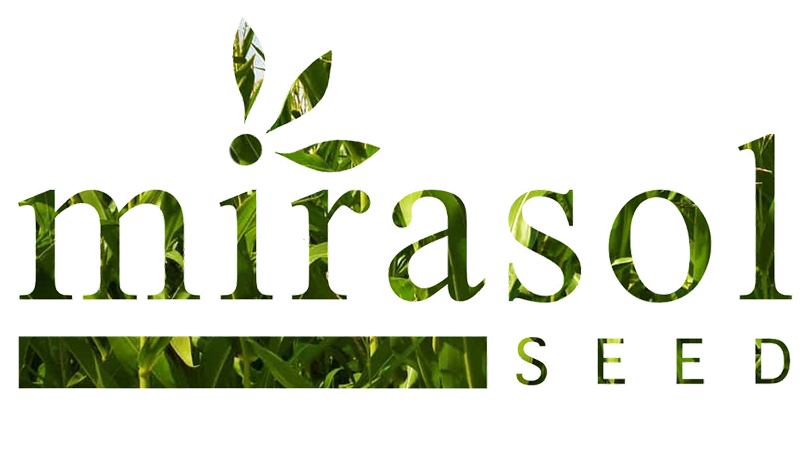 Mirasol