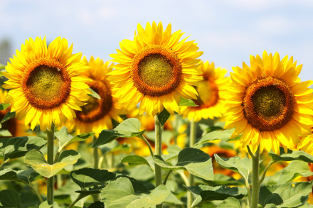 Grandasol, Destino, and Ermoso — a new generation of sunflower hybrids adapted to today’s agricultural challenges.